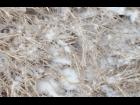 frozen grass up close