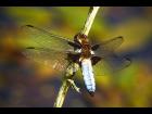 male broad bodied chaser (libellula depressa).