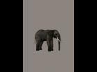 Elephant Elefant