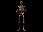 Bloody Bonez for Daz3d Bonez Skeleton