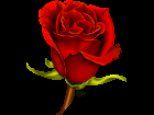 Red Rose