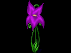 Purple Lily Graphic