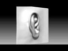 Zbrush Ear turntable