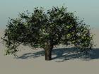 Willow Oak Tree - Vue 6 Infinite