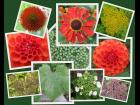 Garden Textures - flowers and plants