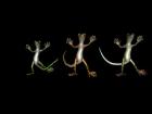 Dancing Geckos Zombie Chiller