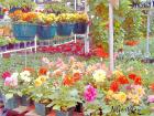 The Greenhouse Jigsaw Puzzle and wallpaper