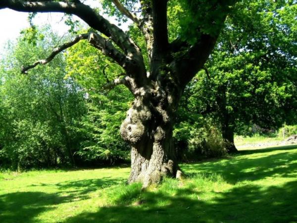 Oak tree quercus robur
