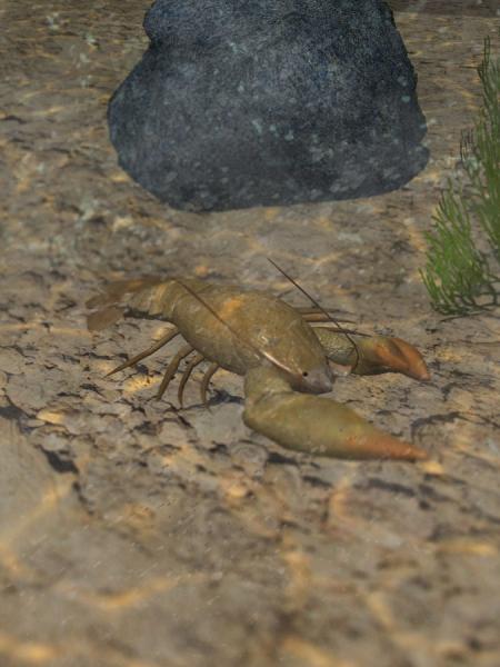 Crayfish