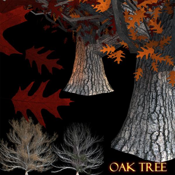 Oak Tree For Daz 4.6