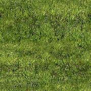 Grass Texture 3