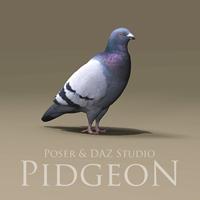 Pidgeon Prop for Poser & DAZ Studio