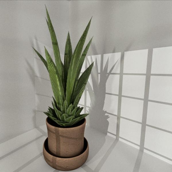 Indoor plant 3