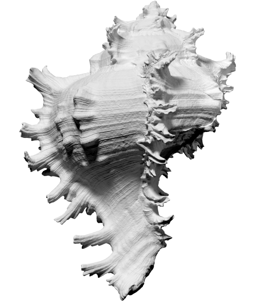 3D scan of Ramose Murex shell