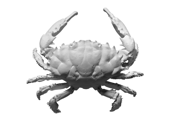 3D scan of a Dark Finger Reef crab