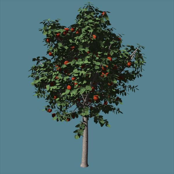 Plant 08 fruit tree Carrara procedural