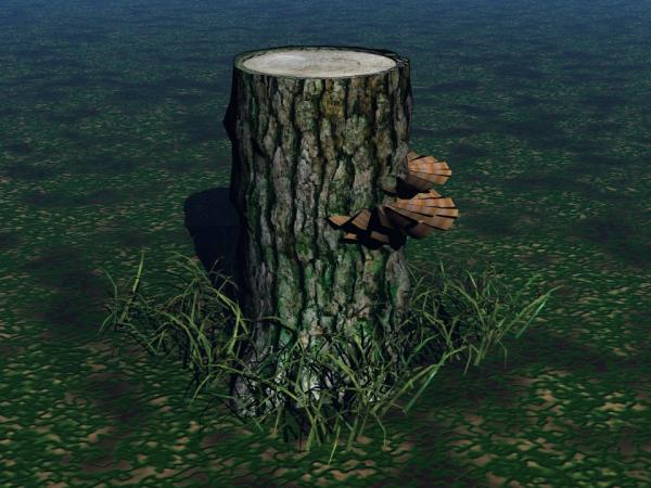 Fungi--Turkey Tail (tree) Mushrooms on Stump