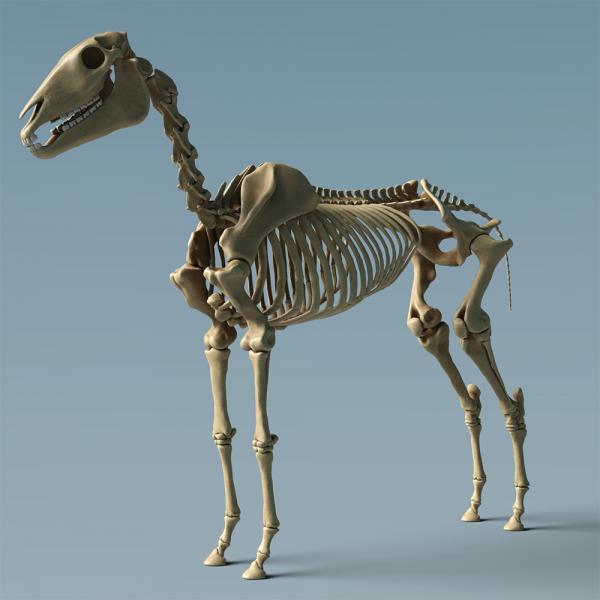 Skeletal Horse