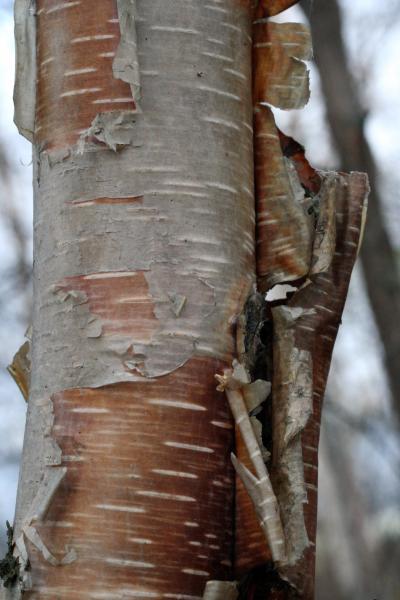 Birch Bark 5