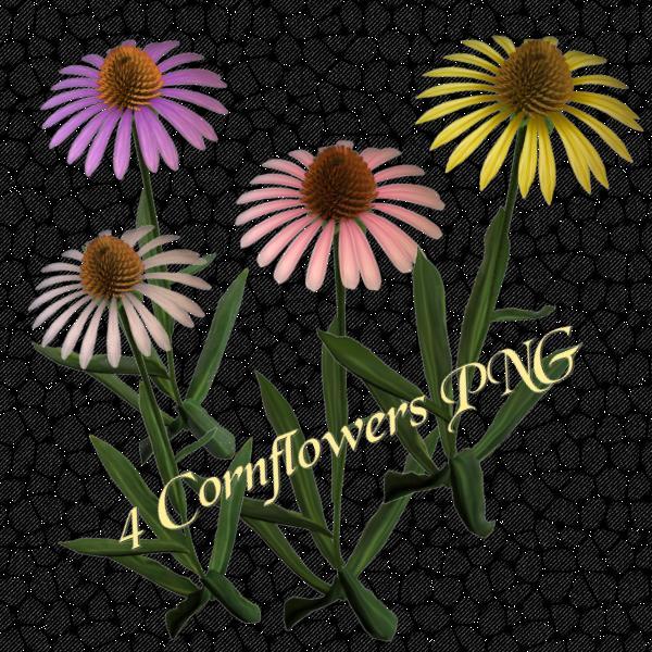 4 Cornflowers