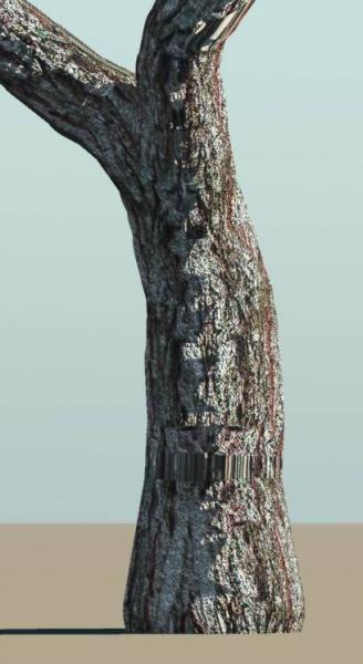 Bark tree trunk