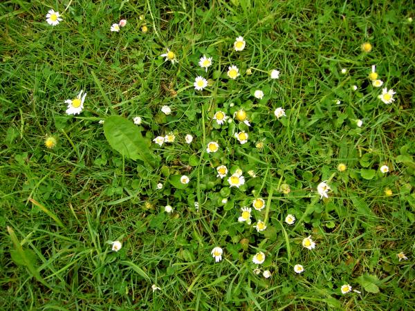 Lawn Grass with Daisies