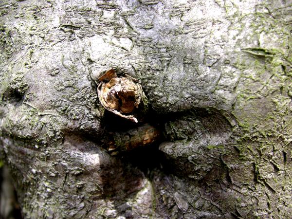Holly tree bark