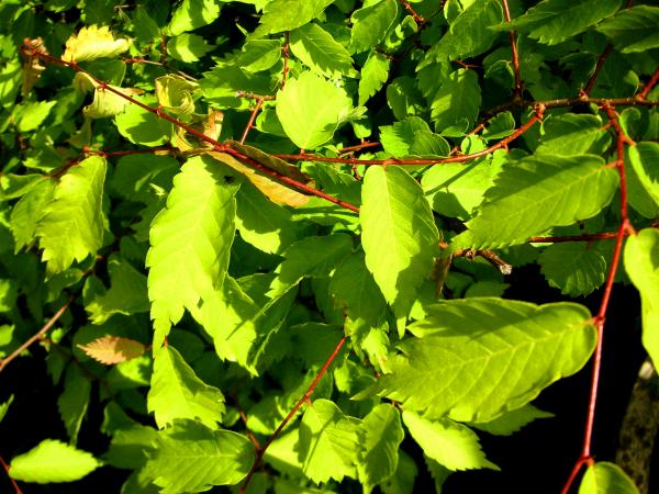 Leaves zelkova elm