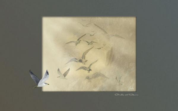 Gulls at Dawn_A Desktop Wallpaper