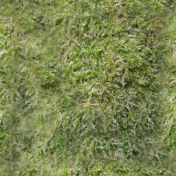 Moss Texture tilable