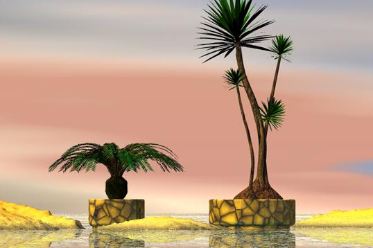 Two Tropical Palms in Pots