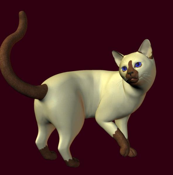 Siamese texture for mil cat and le