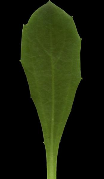 Leaf with opacity bump