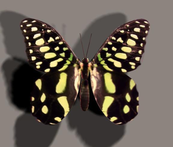 Mlw-butterflyMats