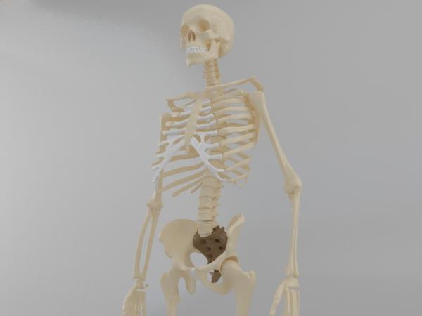Anatomical Skeleton with dl link this time :p