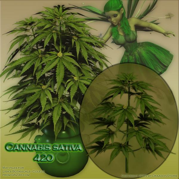 Cannabis Sativa 240