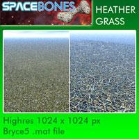 Heather Grass