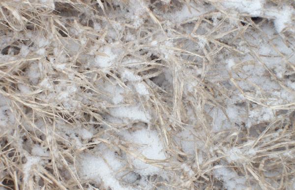 frozen grass up close