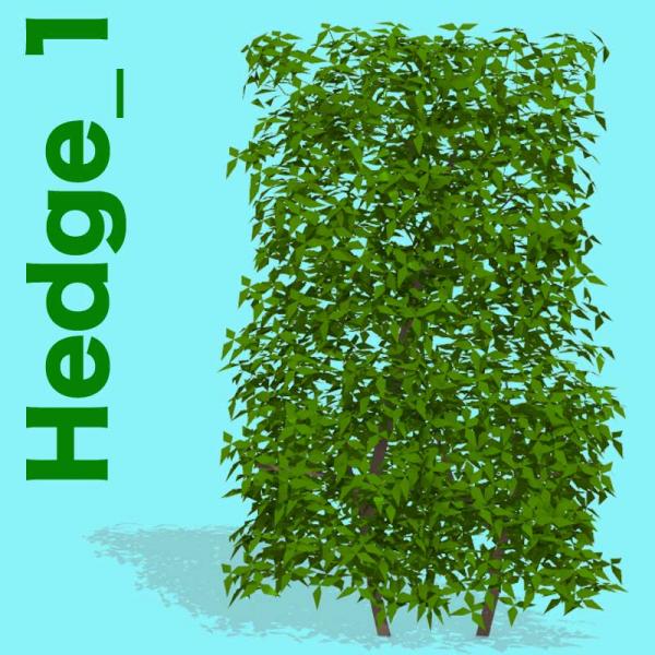 Hedge_1