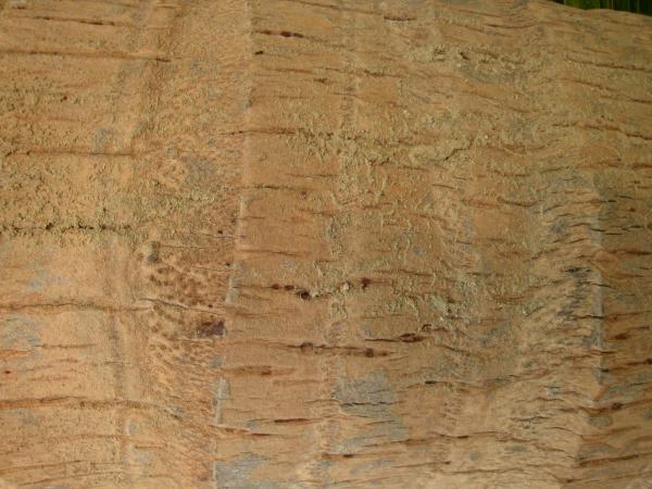 TREE TRUNK SURFACE