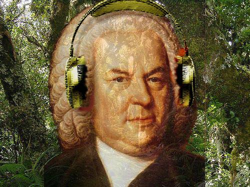 Bach in the Jungle
