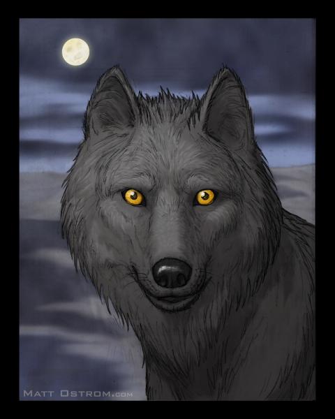 Gray Wolf