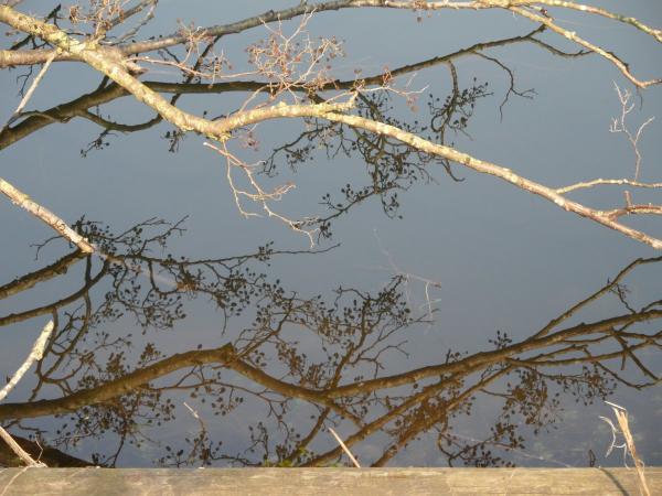 Mirrored in the lake
