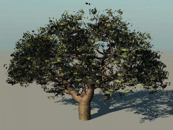 Pin Oak Tree - Vue 6 Infinite