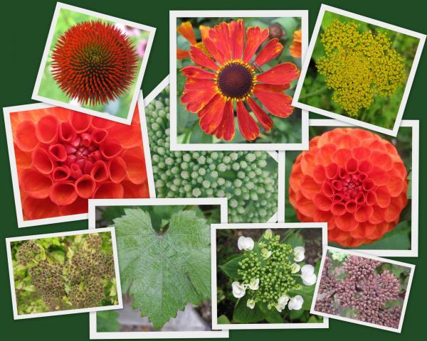 Garden Textures - flowers and plants