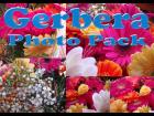 Gerbera Photo Pack