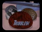 Tribble