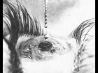 Water in my Eye (Pencil Sketch)