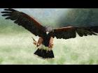 Harris Hawk (Oil)