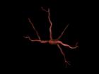 Neuron